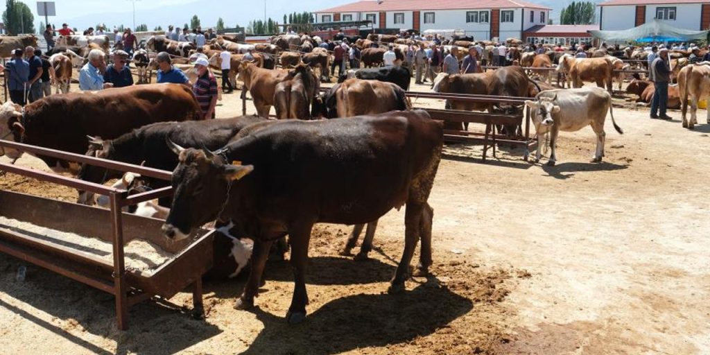 Bir il diken üstünde! 34 köyde şap karantinası