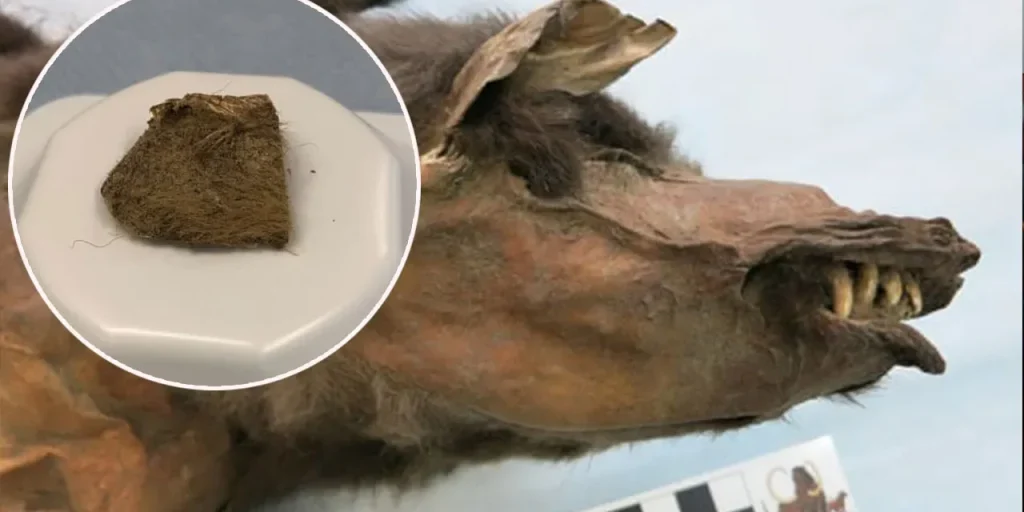 Pezzo di carne con peli trovato nello stomaco di un cucciolo di lupo siberiano: nuova chiave per l’estinzione dei rinoceronti lanosi