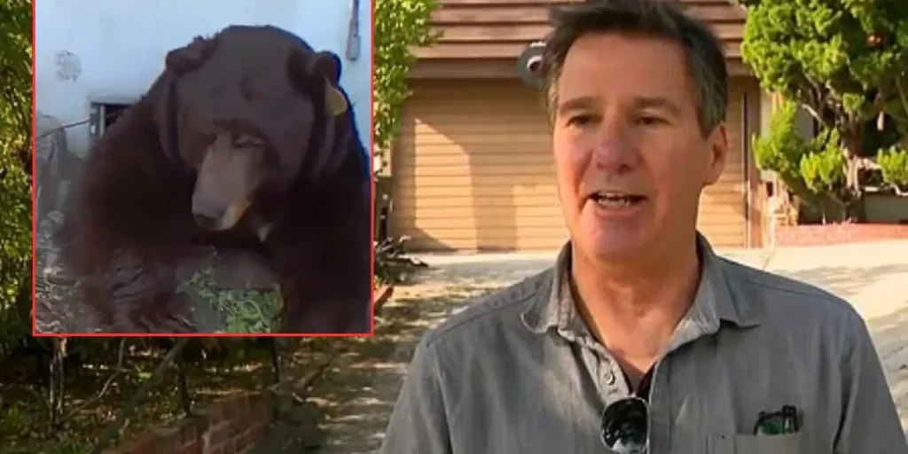 Orso grigio di 500 kg trovato nel seminterrato di un uomo di 63 anni in California