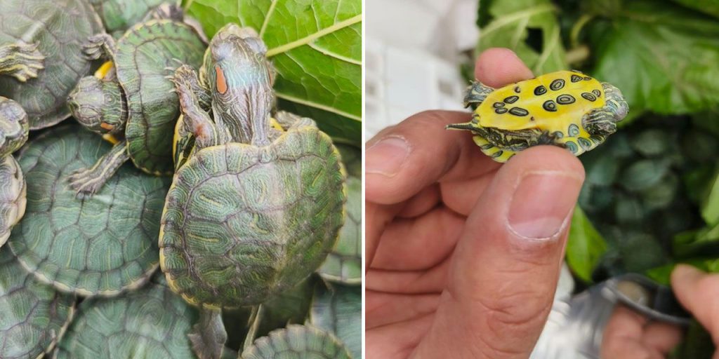 500 Kaplumbağalar in un Autobus: la Minaccia delle Specie Invasive in Turchia