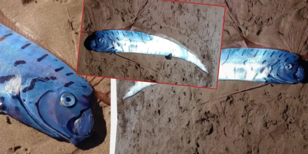 Pesce di oltre tre metri avvistato sulla spiaggia di Penguin, Tasmania