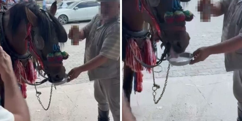 Bu nasıl eğlence! Fayton çeken ata zorla alkol içirdiler