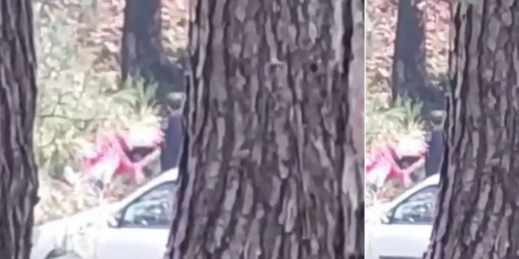 Donna aggredita in zona boschiva di Izmir: polizia in cerca dell'aggressore