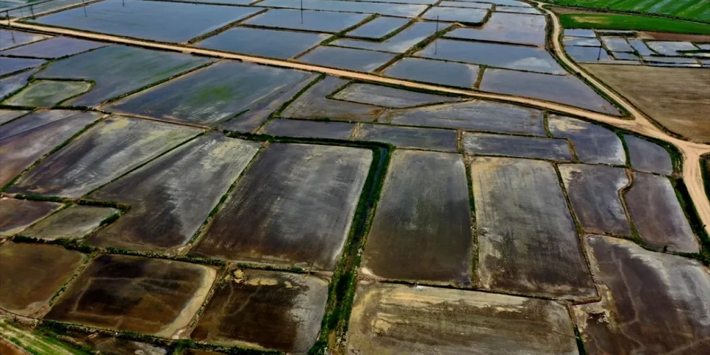 Bursa: Carenza d’acqua porta al divieto di coltivazioni di riso e altre piante