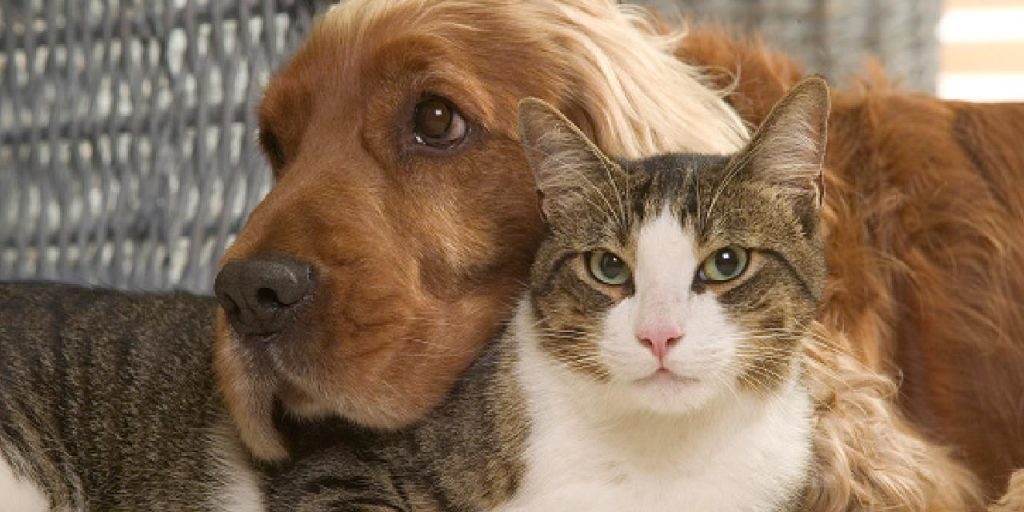 Situazione degli animali a Isparta: le autorità smentiscono le notizie sulla presunta pratica di magia 

Approfondimento
La dichiarazione del Valisi Abdullah Erin è importante per chiarire la situazione e tranquillizzare l'opinione pubblica, che potrebbe essere stata allarmata dalle notizie sulla presunta pratica di magia che coinvolge animali.

Possibili Conseguenze
La diffusione di notizie non verificate può avere conseguenze negative sulla comunità, creando allarme e preoccupazione tra i cittadini. La clarificazione della situazione da parte delle autorità è fondamentale per prevenire tali conseguenze.

Opinione
È importante che le notizie vengano verificate e confermate prima di essere diffuse, per evitare la creazione di panico e la diffusione di informazioni false.

Analisi Critica dei Fatti
L'assenza di prove e denunce è un elemento chiave nella valutazione della situazione. La mancanza di informazioni concrete suggerisce che le notizie sulla presunta pratica di magia che coinvolge animali potrebbero essere state esagerate o completamente false.

Relazioni con altri fatti
La situazione a Isparta potrebbe essere collegata ad altre notizie o eventi simili in altre parti del paese, sottolineando l'importanza di una comunicazione chiara e trasparente da parte delle autorità.

Contesto storico
La storia della regione e le pratiche culturali locali potrebbero fornire ulteriore contesto per comprendere la situazione e le possibili motivazioni dietro le notizie sulla presunta pratica di magia.

Fonti
La fonte di questo articolo è Haberler.com. Per ulteriori informazioni, si prega di visitare il sito web ufficiale della fonte.