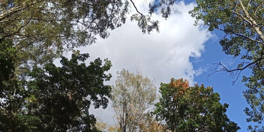 Туманные выходные ожидаются в Ивановской области