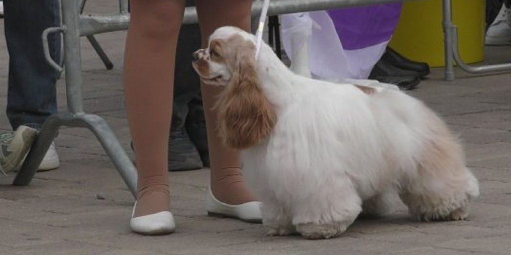 В ЦПКиО Волгограда состоялась национальная выставка собак