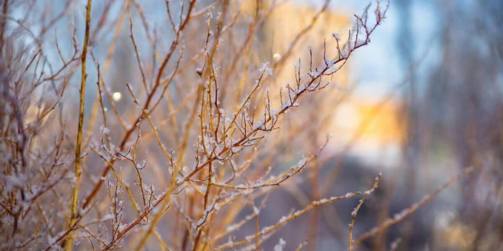 Россия ожидает суровая зима с аномальными морозами