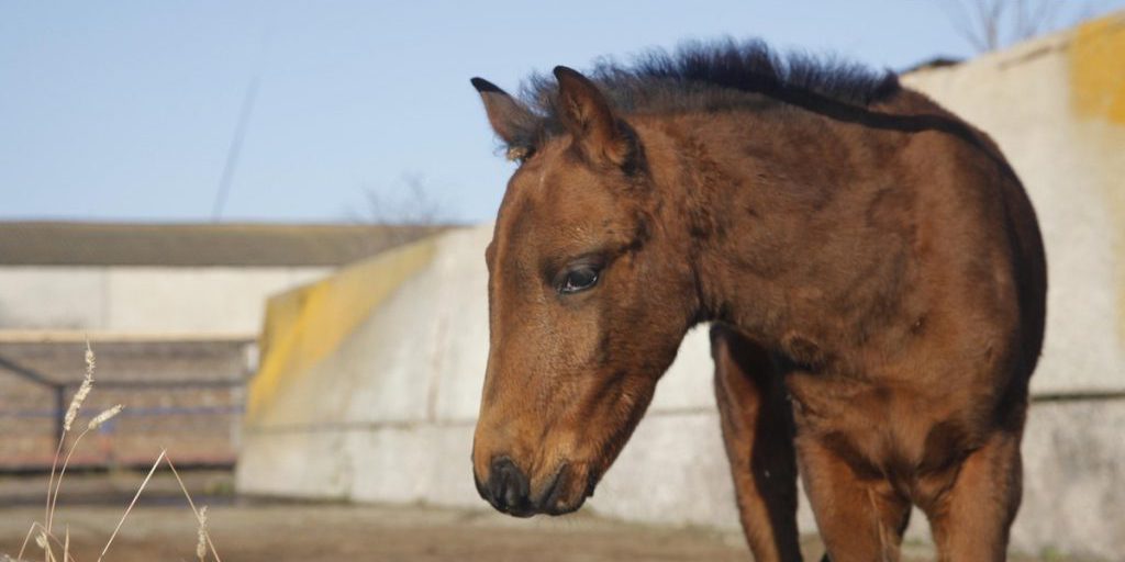 Cavalli in libertà a Makhachkala catturati dalle autorità per garantire la sicurezza pubblica
