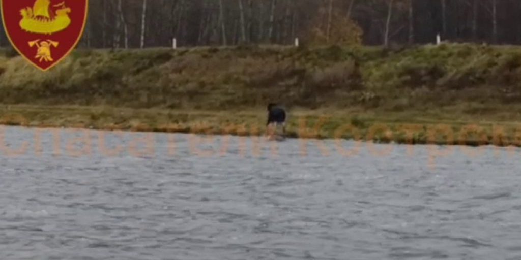 Vigili del Fuoco di Kostroma Intervengono per Assistere un Alce in Difficoltà sul Fiume Volga