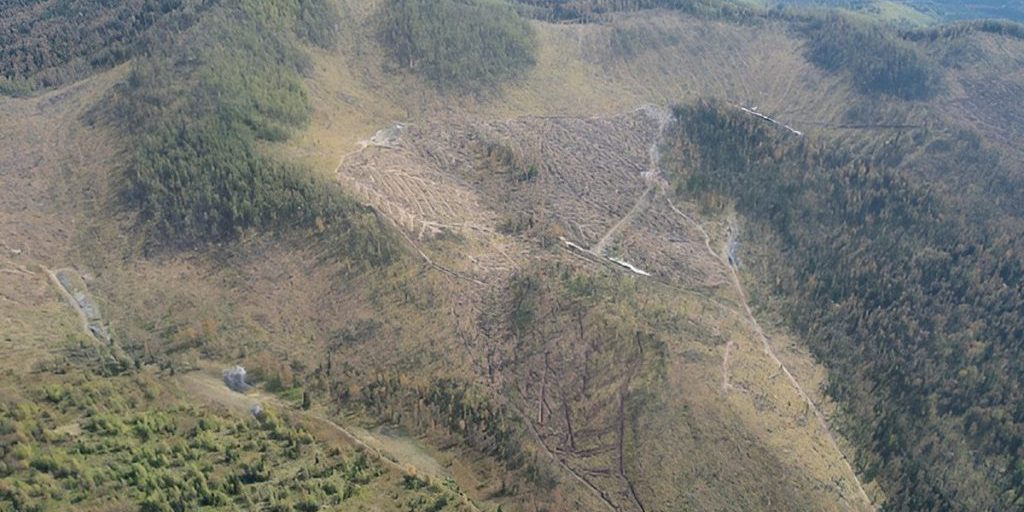 В Хакасии появятся больше 400 гектаров нового леса