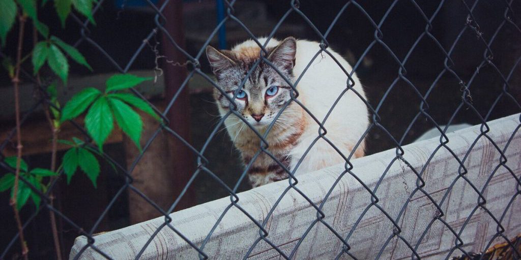 В России появится фотобанк домашних животных