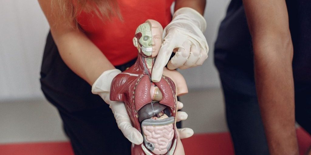 Эти 5 органов можно удалить без вреда для жизни: исследование ученых