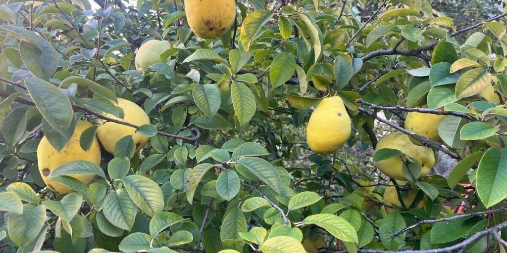 La Maturazione della China Aiwa a Sochi: Un Evento Unico con Possibili Implicazioni Economiche e Ambientali