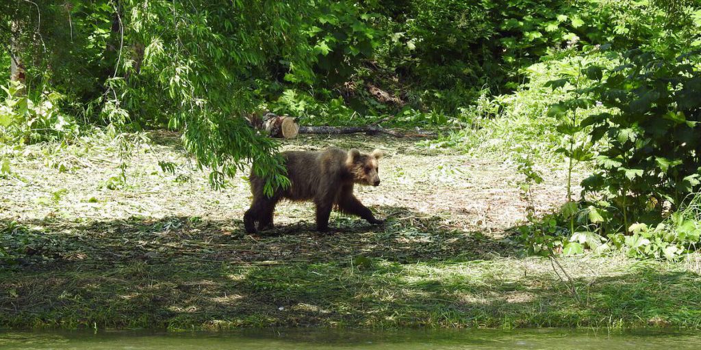 Uomo di 49 anni vittima di attacco di orso in Primor'e durante raccolta di coni di pino