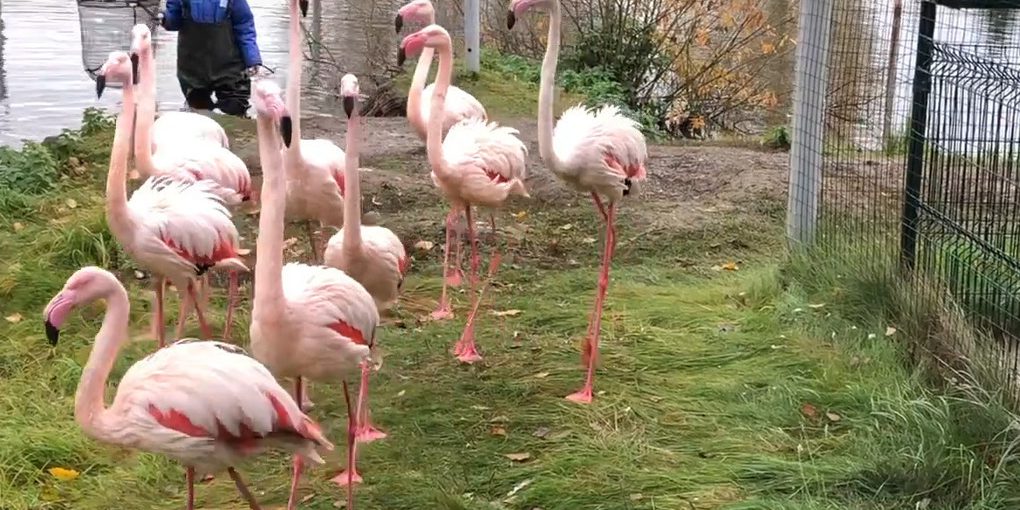 В Ярославском зоопарке теплолюбивых птиц отправили на зимние квартиры