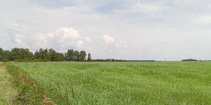 Recupero di terre abbandonate in Russia: un passo verso la sostenibilità agricola