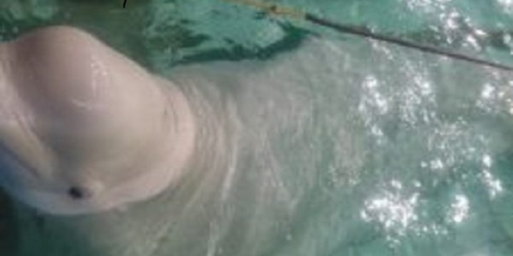 Controllo su delfinario a Yaroslavl: indagine su presunti maltrattamenti di animali marini