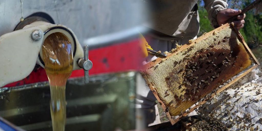 Çam balında 20 bin ton rekolte beklentisi... Tenekesi 5 bin 300 liradan alıcı buluyor