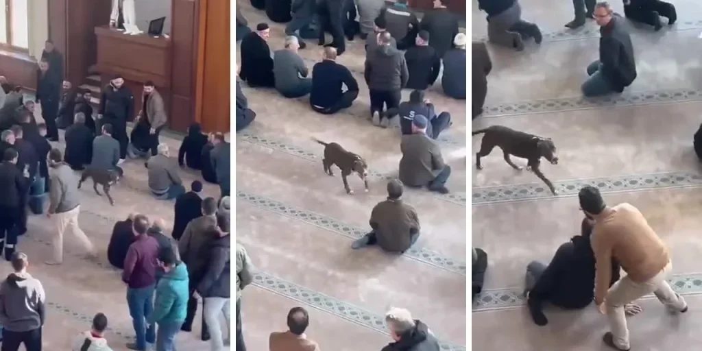 Pitbull entra in moschea di Kocaeli prima della preghiera del venerdì