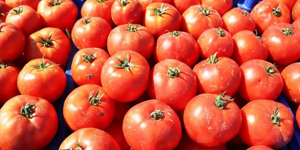 Prezzo del pomodoro a Çanakkale scende a 10 lira a causa della pioggia