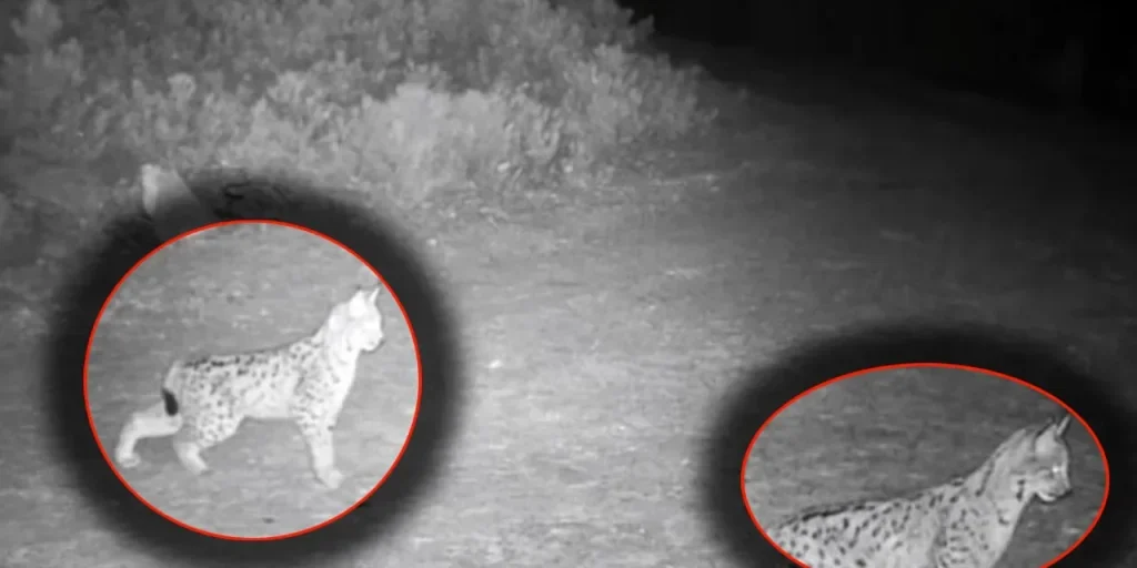 Volpi di Çankırı: le fotocamere registrano il “fantasma della foresta”