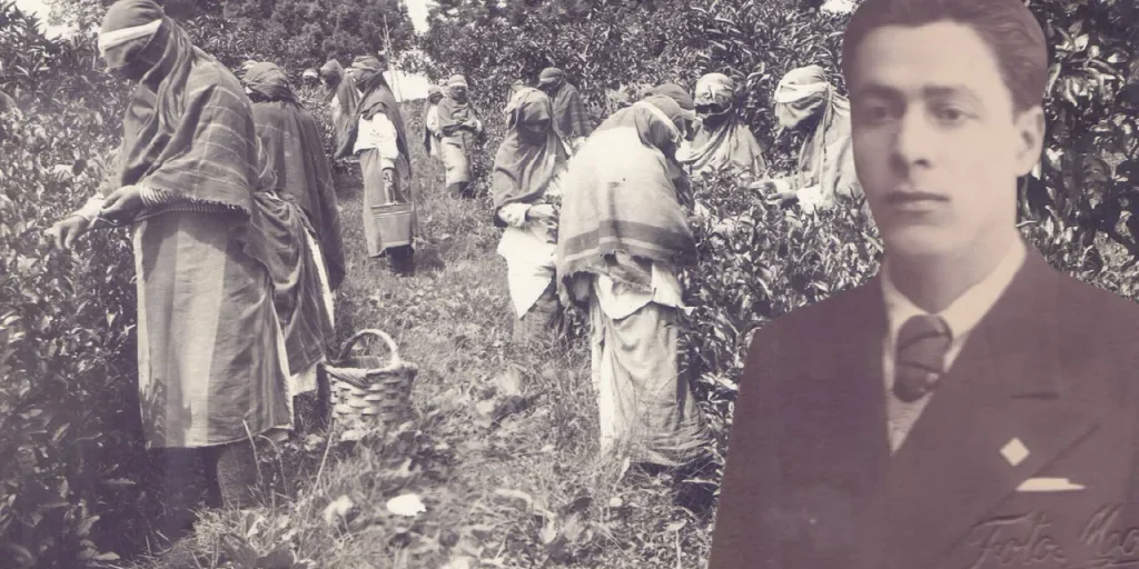 Scoperta: la produzione di tè a Rize iniziò nel 1931 con solo 35 kg di tè invecchiato