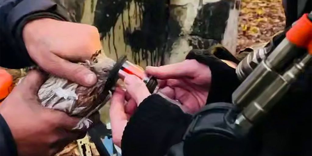 Пожарные спасли голубей во время возгорания