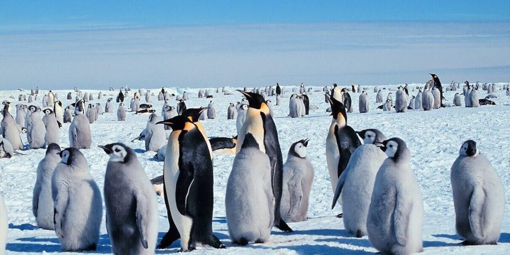 Российские полярники спасли птенца императорского пингвина