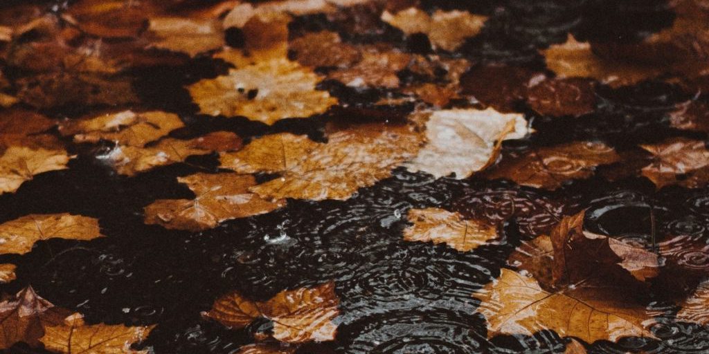 Previsioni Meteo per il 16 Ottobre a Briansk: Piogge e Raffreddamento Attesi