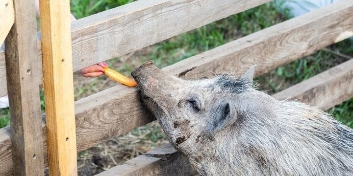 Epidemia di rabbia nella regione di Novosibirsk in Russia: cause, conseguenze e misure di prevenzione