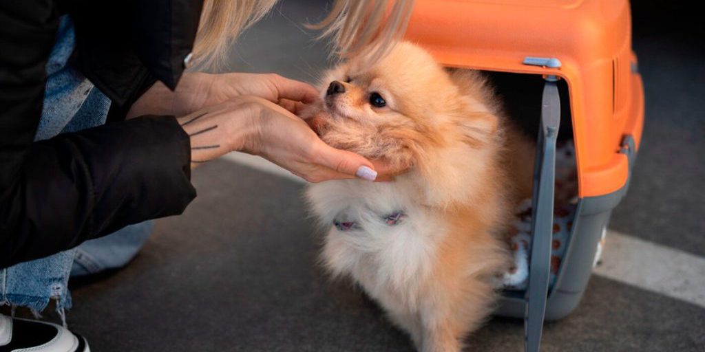 Липецкая прокуратура взяла под контроль дело о жестоком обращении с собаками