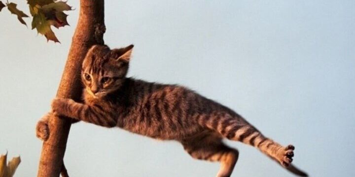 В Ярославле обещают штормовой ветер