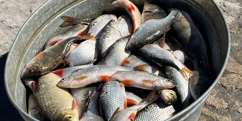 Двух рыбаков из Орловской области осудили за незаконный вылов