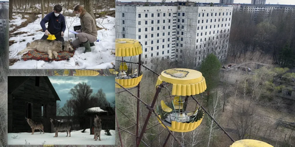 Lupi di Chernobyl: resistenza al cancro in un ambiente ad alta radiazione