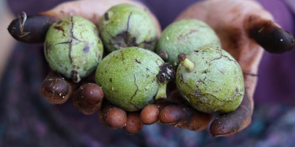 Cevizde hasat yapıldı! Bu yıl kilosu 150 lira civarında
