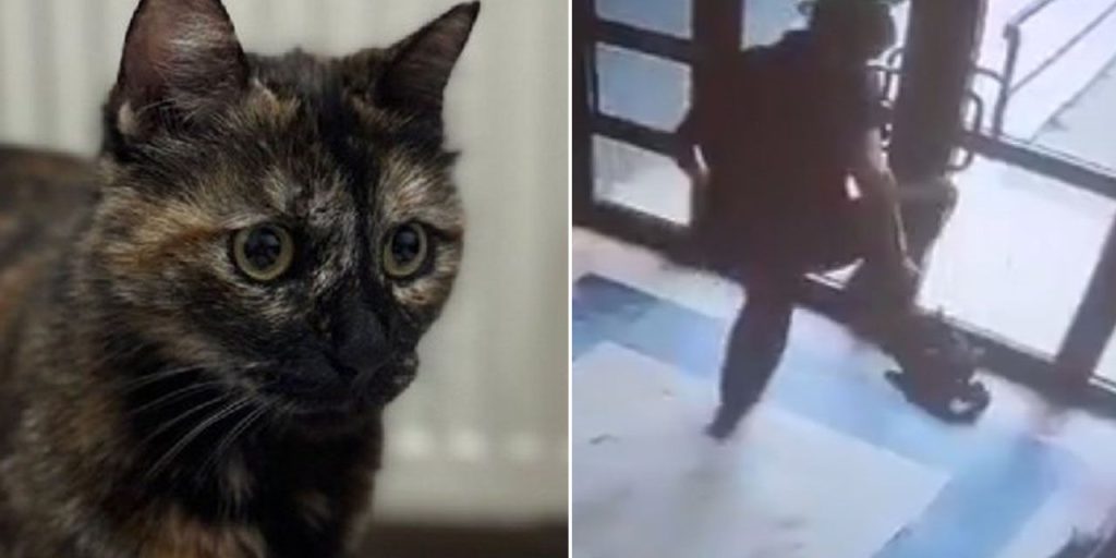 Cezve'yi işkence ederek öldürmüştü! O caninin cezası belli oldu