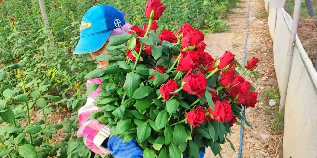 Rose in serre ad Adana: costo di produzione e prezzo di vendita ai fioristi