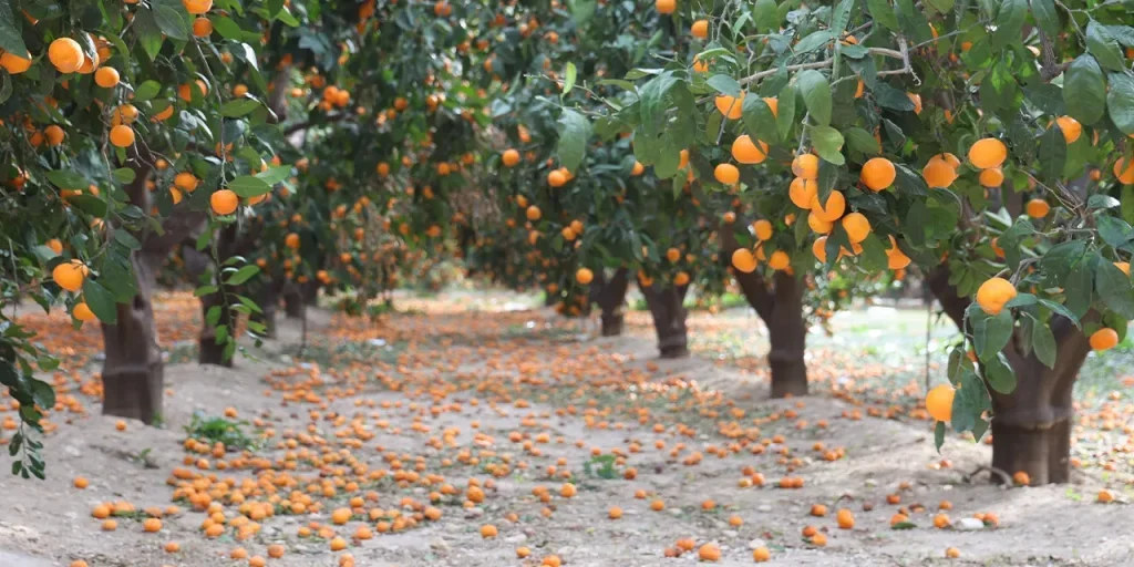 Mandarini di Hatay senza acquirenti: rischio di resa ridotta l'anno prossimo