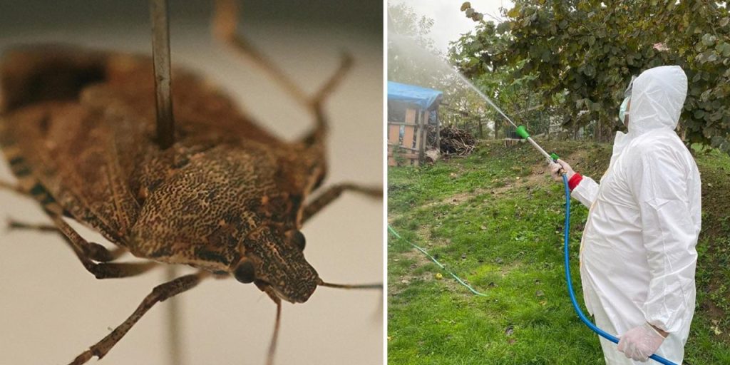 Ministro dell'Agricoltura annuncia misure contro il coleottero marrone per proteggere le colture e l'ambiente