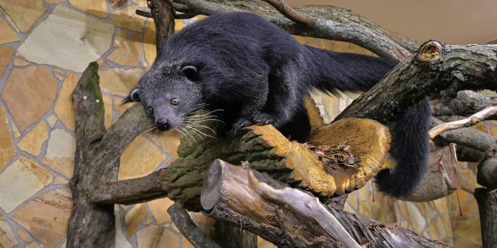 Безжалостный бинтуронг устроил встряску в Ленинградском зоопарке