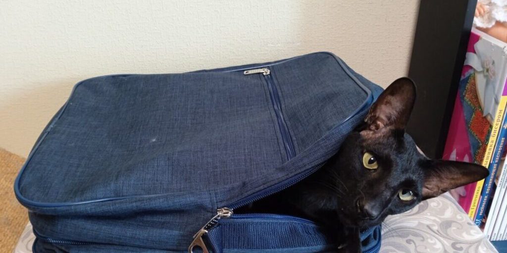 Kaliningrad tra le destinazioni preferite dai viaggiatori solitari: una città russa tra storia e modernità