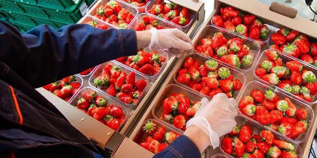 В Предгорном округе собрали более 60 тонн клубники