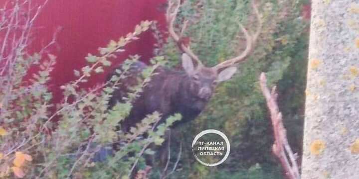 Олень забрел во двор жилого дома в Хлевенском районе Липецкой области