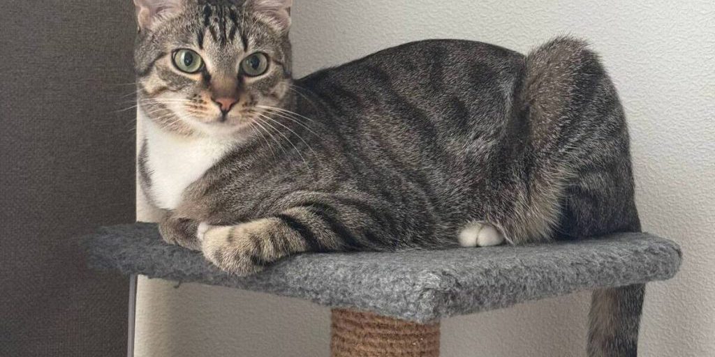 Passaporto Veterinario Elettronico in Russia: Una Nuova Era per la Salute degli Animali Domestici