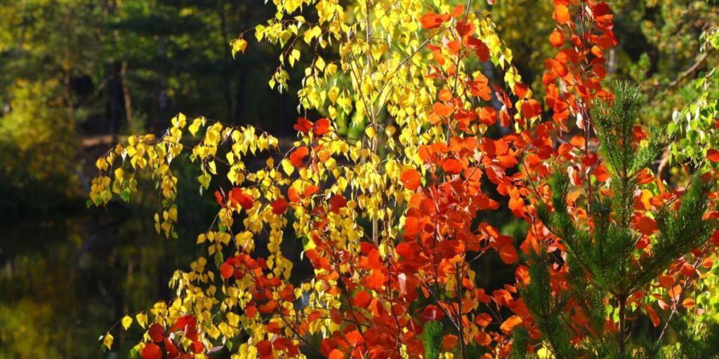 Воскресенье на Южном Урале будет теплым