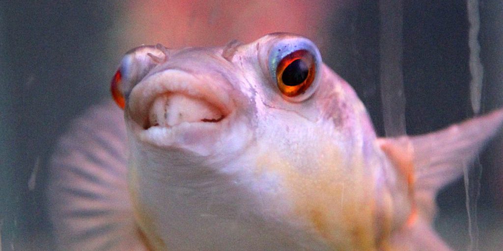 Vendita del Complesso Ittico in Kuzbass: Impatto Economico e Possibili Conseguenze per la Regione