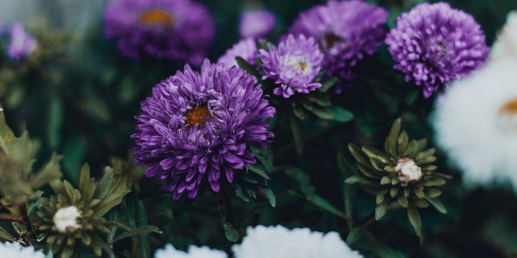 Названы 4 цветка, которые можно сажать без рассады: самые неприхотливые культуры, цветущие до самых заморозков