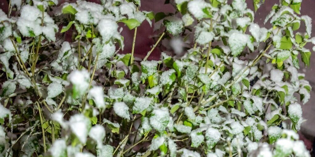 Дождь и мокрый снег ожидают южноуральцев в пятницу