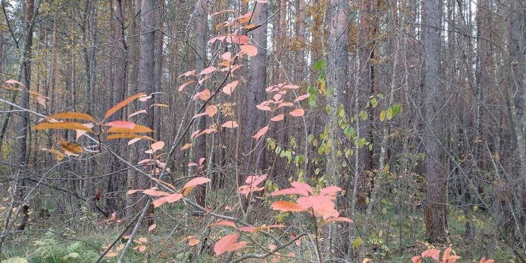 Previsioni Meteo per la Regione di Leningrado il 17 Ottobre: Cielo Nuvoloso con Schiarite e Piccoli Rovesci di Pioggia